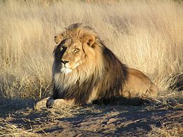 Lion_waiting_in_Namibia