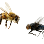 „Legyek és méhek” - Pünkösd utáni 9. vasárnapra - szegedi Szent György Nagyvértanú templom